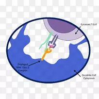 表位主要组织相容性复合体mhcⅠ类抗原细胞毒性t细胞绿色异基因癌细胞-空若网 表位主要组织相容性复合体mhcⅠ类抗原细胞毒性t细胞绿色异基因癌细胞-空若网