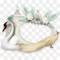 相框羽毛摄影.羽毛-空若网 相框羽毛摄影.羽毛-空若网