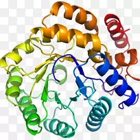 人体首饰有机体线剪贴画线-空若网 人体首饰有机体线剪贴画线-空若网