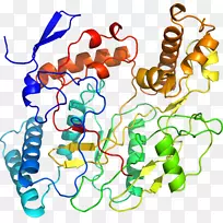 人体首饰有机体线剪贴画线-空若网 人体首饰有机体线剪贴画线-空若网