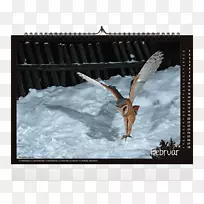 ����걾��Ӱ-Kalender 2018ӡ��������-������