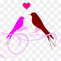 鸟类脊椎动物剪贴画-鸟-空若网 鸟类脊椎动物剪贴画-鸟-空若网