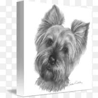 约克郡小猎犬斯凯猎犬凯伦猎犬澳大利亚丝绸猎犬格伦-小狗-空若网 约克郡小猎犬斯凯猎犬凯伦猎犬澳大利亚丝绸猎犬格伦-小狗-空若网