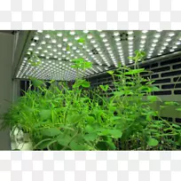 草本树-水稻发芽-空若网 草本树-水稻发芽-空若网