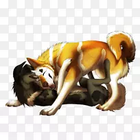 犬科犬鼻子野生犬-空若网 犬科犬鼻子野生犬-空若网