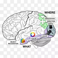 �Ҷ����Ҷ����Ҷ-��ѧ��-������