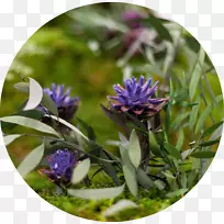 ĪÄÉĪ×ÔÈ»Éè¼Æ£¬¿ª»¨Ö²Îïjard¨ªn del alma-¾Æµêalma°ÍÈûÂÞÄÇ-monamour-¿ÕÈôÍø ĪÄÉĪ×ÔÈ»Éè¼Æ£¬¿ª»¨Ö²Îïjard¨ªn del alma-¾Æµêalma°ÍÈûÂÞÄÇ-monamour-¿ÕÈôÍø