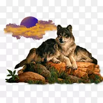 灰狼动物化身-狼-空若网 灰狼动物化身-狼-空若网