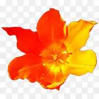 开花植物郁金香阴影-空若网 开花植物郁金香阴影-空若网