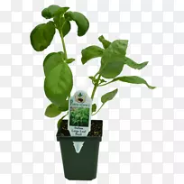 草本花盆花园叶室内植物-韭菜洋葱-空若网 草本花盆花园叶室内植物-韭菜洋葱-空若网