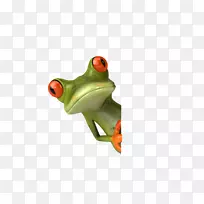 真正的青蛙两栖动物澳大利亚绿色树蛙-青蛙-空若网 真正的青蛙两栖动物澳大利亚绿色树蛙-青蛙-空若网