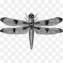 昆虫翼蜻蜓剪贴画-平台品牌设计-空若网 昆虫翼蜻蜓剪贴画-平台品牌设计-空若网