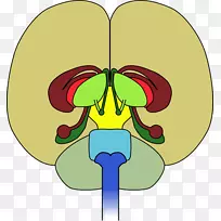 脑神经疾病神经病学皮质醇健康-科学脑-空若网 脑神经疾病神经病学皮质醇健康-科学脑-空若网