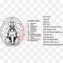 颅神经系统面神经颅神经检查颅神经-空若网 颅神经系统面神经颅神经检查颅神经-空若网