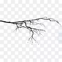 树枝,雪树-空若网 树枝,雪树-空若网