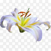 百合花网易博客-百合花披头士-空若网 百合花网易博客-百合花披头士-空若网