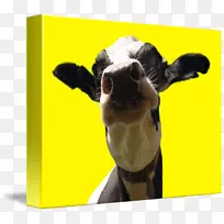 ţ����ֳ���ձ��ӿ�ţ-������