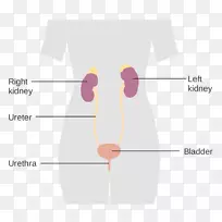 排泄系统耳腹尿-空若网 排泄系统耳腹尿-空若网