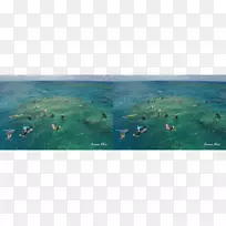 海洋海豚海洋生物水-工程现实-空若网 海洋海豚海洋生物水-工程现实-空若网