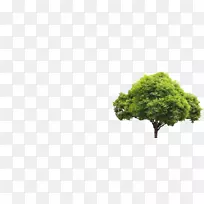 西班牙樱桃枝灌木砧木摄影.澳大利亚柳树-空若网 西班牙樱桃枝灌木砧木摄影.澳大利亚柳树-空若网