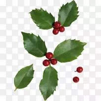 蔓越莓冬青-клюква-空若网 蔓越莓冬青-клюква-空若网