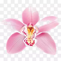 飞蛾兰花剪贴画-花-空若网 飞蛾兰花剪贴画-花-空若网