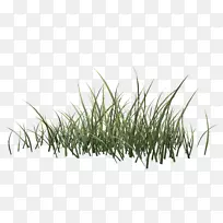 引种草本植物-春草-空若网 引种草本植物-春草-空若网