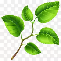 ��֦������-��ɫ��֦������-������