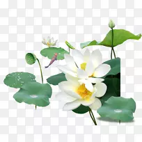 Nelumbo nucifera��դͼ��.������-������