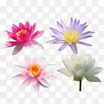 Nelumbo nucifera-�Ļ�����-������