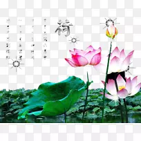 埃及莲花壁纸-夏季池塘莲花-空若网 埃及莲花壁纸-夏季池塘莲花-空若网