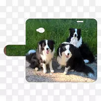 边境牧羊犬澳大利亚牧羊犬伯恩斯牧羊犬繁殖粗糙牧羊犬-微软视窗98-空若网 边境牧羊犬澳大利亚牧羊犬伯恩斯牧羊犬繁殖粗糙牧羊犬-微软视窗98-空若网