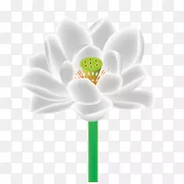 花瓣近距离开花植物电脑壁纸白莲花-空若网 花瓣近距离开花植物电脑壁纸白莲花-空若网