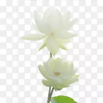 Nelumbo nucifera荷塘埃及莲花白莲图片材料-空若网 Nelumbo nucifera荷塘埃及莲花白莲图片材料-空若网