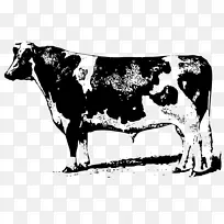 肉牛运动衫牛安格斯牛剪贴画-两头牛-空若网 肉牛运动衫牛安格斯牛剪贴画-两头牛-空若网