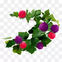 覆盆子黑莓果实-空若网 覆盆子黑莓果实-空若网