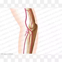 Ĵָ�μ����-������