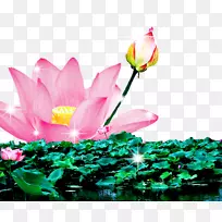 Nelumbo nucifera下载-荷花荷塘-空若网 Nelumbo nucifera下载-荷花荷塘-空若网