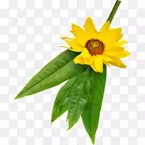 �������˹�˾-������