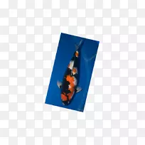 锦蚕-空若网 锦蚕-空若网