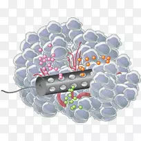 癌症药物无限英里化疗药物组织工程药物多芬;-空若网 癌症药物无限英里化疗药物组织工程药物多芬;-空若网