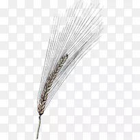 羽毛-羽毛-空若网 羽毛-羽毛-空若网