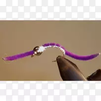 昆虫-空若网 昆虫-空若网