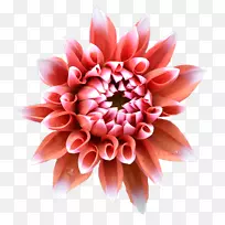 大丽花设计切花菊花-菊花-空若网 大丽花设计切花菊花-菊花-空若网