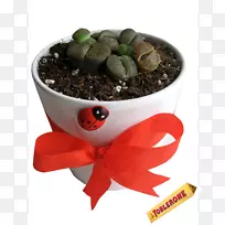 超级食品花盆-空若网 超级食品花盆-空若网