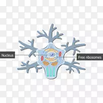 躯体运动神经元神经系统-体细胞-空若网 躯体运动神经元神经系统-体细胞-空若网