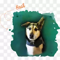 小狗繁殖鼻子-小狗-空若网 小狗繁殖鼻子-小狗-空若网