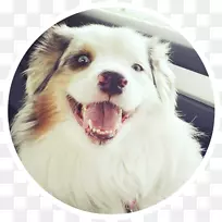 犬种澳大利亚牧羊犬同伴犬动物救援小组-小狗-空若网 犬种澳大利亚牧羊犬同伴犬动物救援小组-小狗-空若网