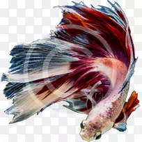 水族馆热带鱼多澳鱼-空若网 水族馆热带鱼多澳鱼-空若网