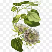 �в�ҩ����ֲ��Ҷ���-������